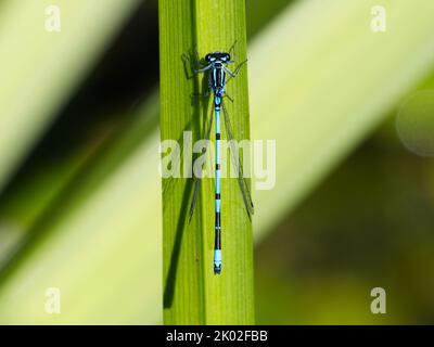 Damselfly Azure maschio (Coenagrion puella) a riposo sulla bandiera iride foglia Foto Stock