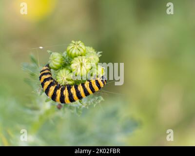 bruco di cinabro arricciato intorno ai germogli di fiori di ragwort comuni Foto Stock
