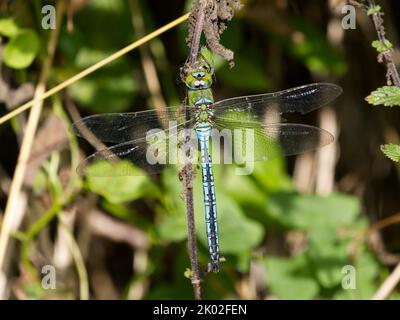 Dragonfly imperatore maschio (Anax imperator) a riposo. Foto Stock