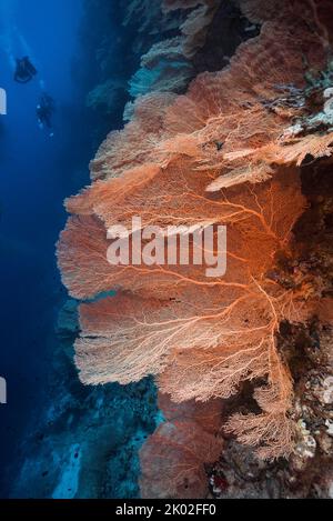 Molti appassionati di mare giganti (Anella mollis) che crescono su un muro con una bella colorazione arancione brillante e due subacquei che nuotano in lontananza Foto Stock