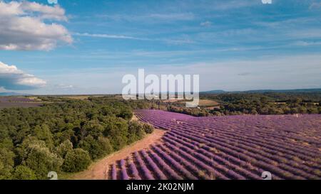Veduta aerea del campo di lavernder in europa. Natura e all'aperto concetto di destinazione panoramica. Viaggi e turismo in estate e primavera. Fiore concetto di fiori paesaggio Foto Stock