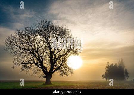 Un bell'albero alto in un campo aperto con un'alba maestosa sullo sfondo Foto Stock