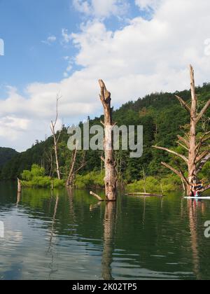 Uno scatto verticale del lago Fontana con tronchi d'albero e verde vicino alla città di Bryson, Carolina del Nord, Stati Uniti Foto Stock