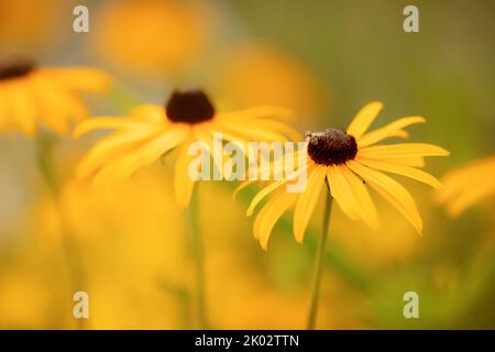 Fiori da giardino, tempesta d'oro del fiore, Rutbeckia fulgida, primo piano, Foto Stock