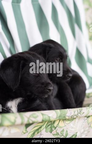 Un primo piano verticale di due adorabili cani Labrador Retrievers stesi su un divano Foto Stock