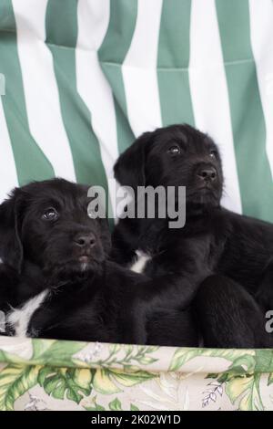 Un primo piano verticale di due adorabili cani Labrador Retrievers stesi su un divano Foto Stock