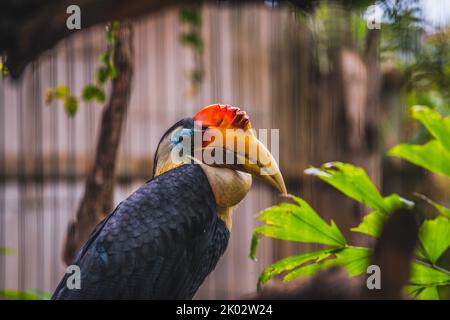 Un primo piano di Sunda ruggeva la becco d'ornamento allo zoo. Rhabdotorrhinus corrugatus. Foto Stock