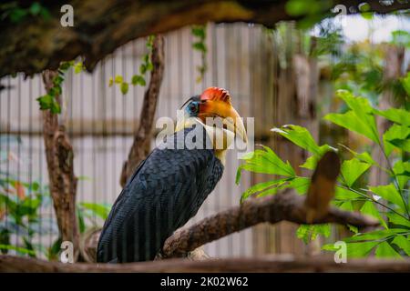 Un primo piano di Sunda ruggeva la becco d'ornamento allo zoo. Rhabdotorrhinus corrugatus. Foto Stock