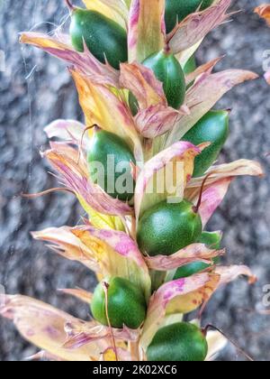 Un primo piano verticale di Acanthus spinosus, frutti di culatta dell'orso spinoso. Foto Stock