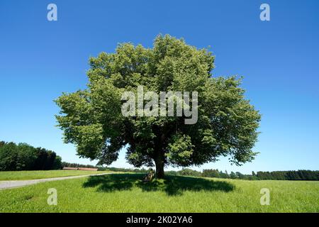 Germania, Baviera, alta Baviera, distretto di Traunstein, Waging am See, tiglio in un prato, tiglio di grandi dimensioni, tilia platyphyllos, in piedi libero Foto Stock