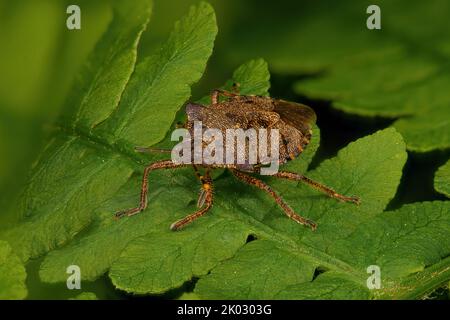 Un macro colpo di schermo in bronzo (troilus luridus) su foglia verde Foto Stock