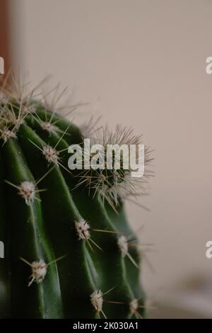 Un primo piano verticale di un piccolo cactus che cresce su uno grande. Foto Stock