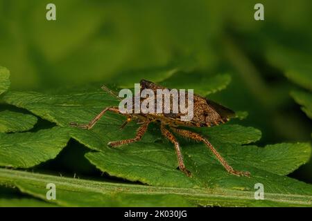 Un macro colpo di schermo in bronzo (troilus luridus) su foglia verde Foto Stock