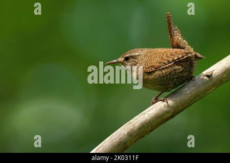 Un primo piano di un wren eurasiatico arroccato su un ramo d'albero con sfondo sfocato di verde Foto Stock