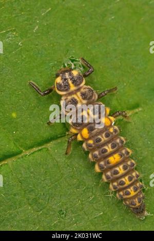 Un colpo verticale di larve di ladybird a dieci punti su una foglia verde Foto Stock