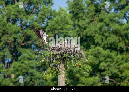 I due osprede sul loro nido. Pandion haliaetus. Foto Stock