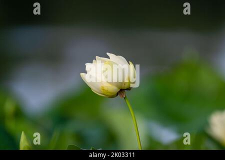 Primo piano di Nelumbo lutea, loto americano. Foto Stock