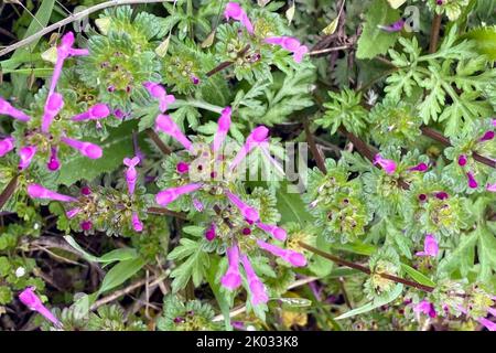 Splendidi fiori rosa e foglie verdi di Lamium amplexicaule selvatico (henbit comune) che crescono in campo primaverile Foto Stock