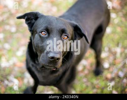 Un cane nero Labrador Retriever di razza mista guardando verso la telecamera Foto Stock