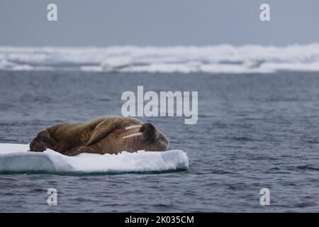 Un walrus che si rilassa su un galleggiante di ghiaccio. Foto Stock