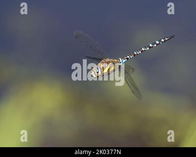 Libellula Migrant Hawker maschio (Aeshna mixta) in volo Foto Stock