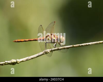 Dragonfly Darter comune maschile (Sympetrum striolatum) arroccato su un ramoscello Foto Stock