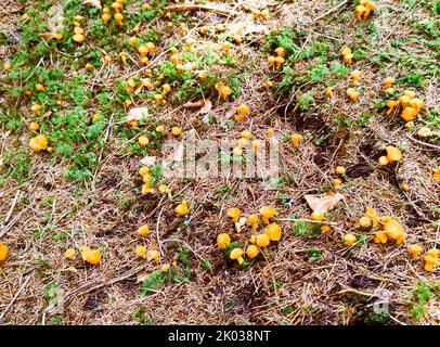 giovani canterelle sul pavimento di foresta di conifere Foto Stock