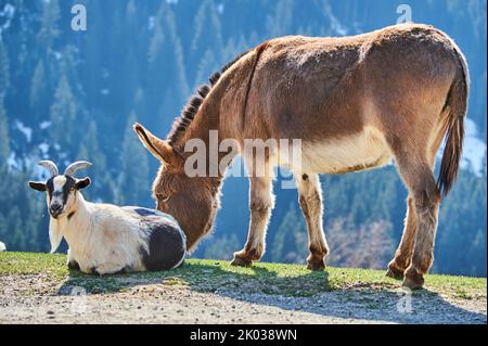 Asino domestico (Equus asinus asinus), capra domestico (Capra aegagrus hircus), amicizia animale, montagne, Aurach Game Park, Kitzbühl, Austria, Europa Foto Stock