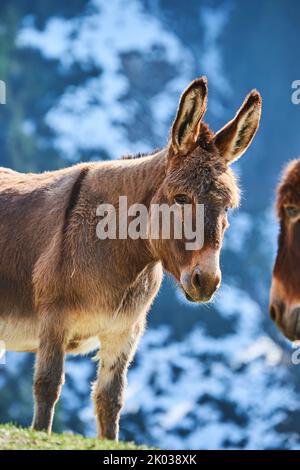 Hausel (Equus asinus asinus), montagne, Aurach Game Park, Kitzbühl, Austria, Europa Foto Stock