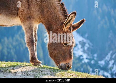 Hausel (Equus asinus asinus), montagne, Aurach Game Park, Kitzbühl, Austria, Europa Foto Stock