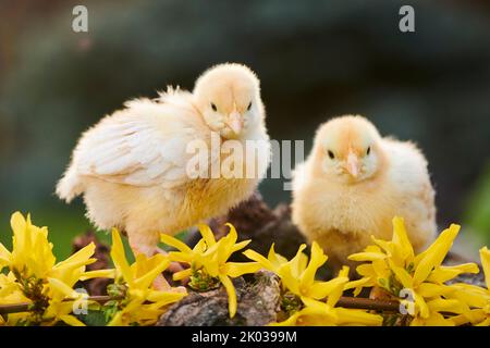 Pollame domestico (Gallus domesticus) in un prato, pulcini di pollo, Slovacchia, Europa Foto Stock