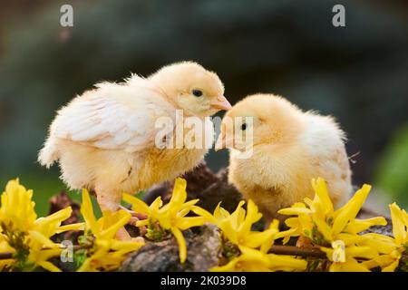 Pollame domestico (Gallus domesticus) in un prato, pulcini di pollo, Slovacchia, Europa Foto Stock