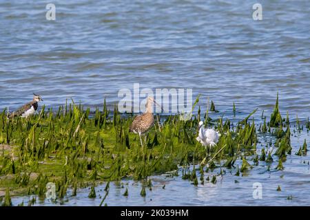 Il lapwing settentrionale (Vanellus vanellus), il curlew eurasiatico / curlew comune (Numenius arquata) e il piccolo egret (Egretta garzetta) foraging in salpalude Foto Stock