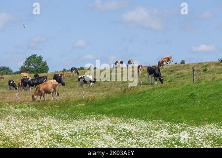 Vacche da pascolo in dike, Dorumer Neufeld, Dorum, bassa Sassonia, Germania, Europa Foto Stock