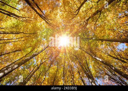 Autunno nella foresta, vista dal basso in cima al sole, luce posteriore Foto Stock