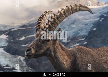 Svizzera, Grindelwald, stambecco nelle Alpi Foto Stock