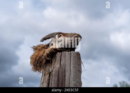 Testa di capra, carcassa, palo di legno, Germania Foto Stock