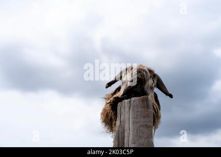 Testa di capra, carcassa, palo di legno, Germania Foto Stock