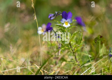 Wild pansy, Viola tricolore Foto Stock