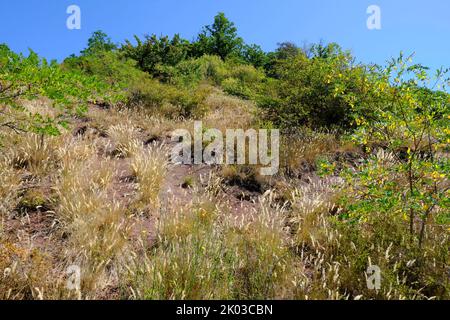 Praterie secche nel parco naturale di Haßberge vicino a Kleinbardorf, comune di Sulzfeld, distretto di Rhön-Grabfeld, bassa Franconia, Franconia, Baviera, Foto Stock