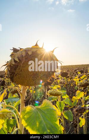 Girasoli secchi su un campo, Iphofen, Franconia, Baviera, Germania Foto Stock