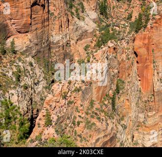 Lo Zion National Park si trova nel sud-ovest dello Utah, al confine con l'Arizona. Ha una superficie di 579 kö² e si trova tra i 1128 m e i 2660 m. di altitudine. Il sentiero di atterraggio degli Angeli tra il punto di osservazione degli Scout e l'atterraggio degli Angeli. Foto Stock