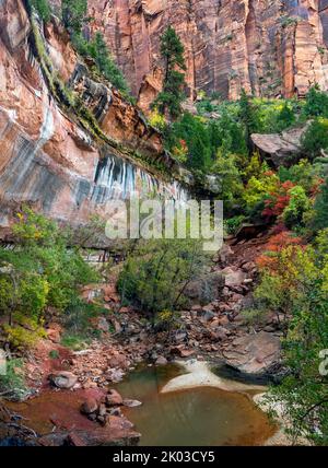 Lo Zion National Park si trova nel sud-ovest dello Utah, al confine con l'Arizona. Ha una superficie di 579 kö² e si trova tra i 1128 m e i 2660 m. di altitudine. Presso la piscina Smeraldo inferiore. Foto Stock