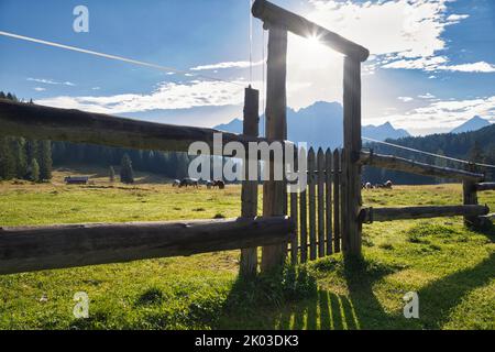 Italia, Veneto, provincia di Belluno, Cortina d'Ampezzo. Recinzione in legno chiusa da un cancello, sole filtrato e ombre sul prato verde Foto Stock