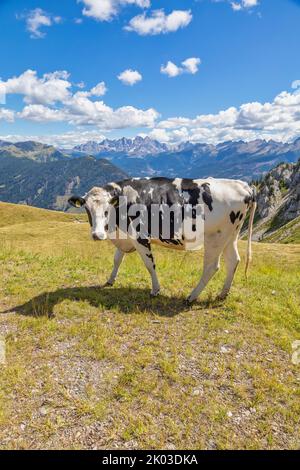 Italia, Trentino, provincia di Trento, Predazzo, Dos Capel. Una vacca pascola su un pascolo di montagna con montagne sullo sfondo Foto Stock