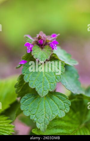 Primo piano dell'erba porpora deadortica Foto Stock