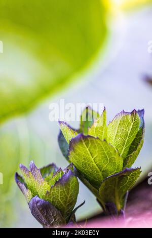 Campanula persicifolia, foglie di fiore di pesche Foto Stock