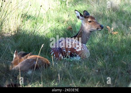 Capriolo Sika, stagione rutting Foto Stock