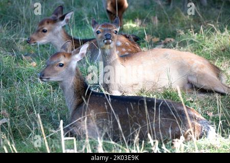 Capriolo Sika, stagione rutting Foto Stock