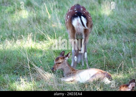 Capriolo Sika, stagione rutting Foto Stock